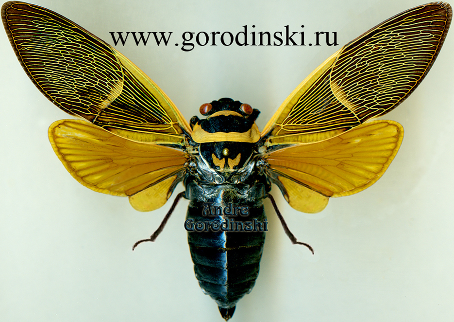http://www.gorodinski.ru/insects/Polyneura ducalis.jpg